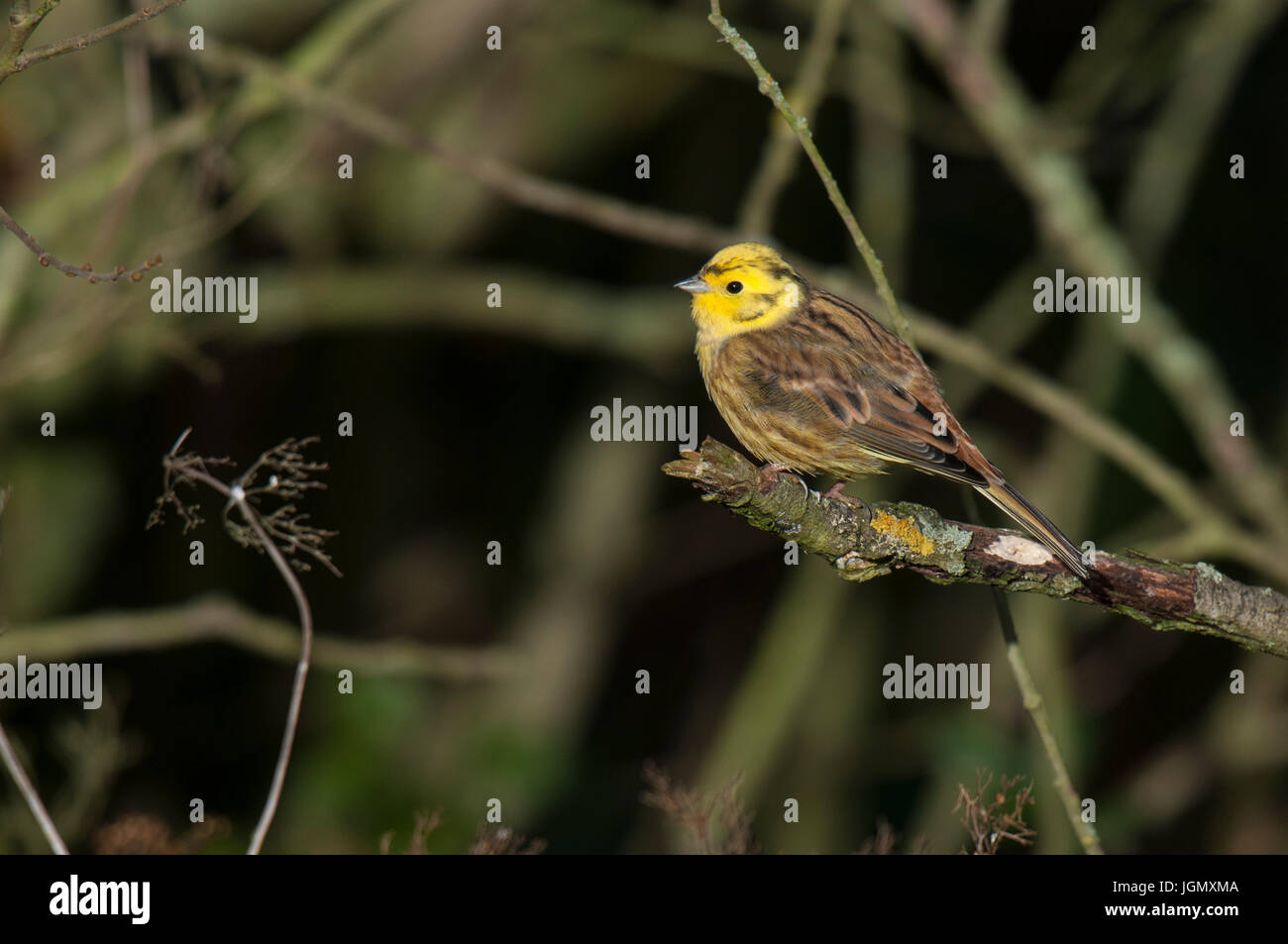 An adult male yellowhammer (Emberiza citrinella) in non-breeding winter plumage perched on a broken twig at Yorkshire Wildlife Trust's Staveley Nature Stock Photo