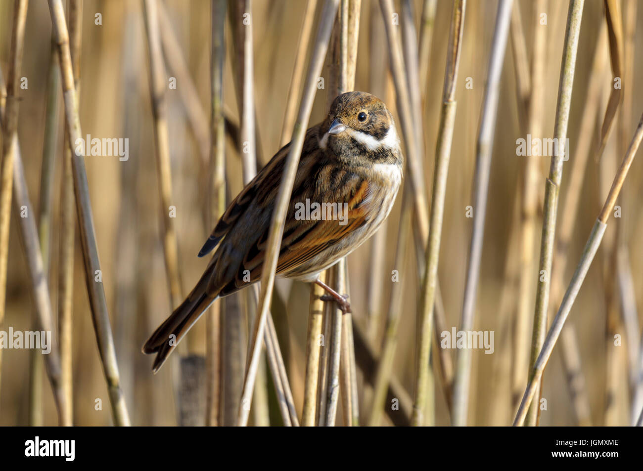 An adult male reed bunting (Emberiza schoeniclus) in non-breeding winter plumage perched in the reeds at Yorkshire Wildlife Trust's Staveley Nature Re Stock Photo