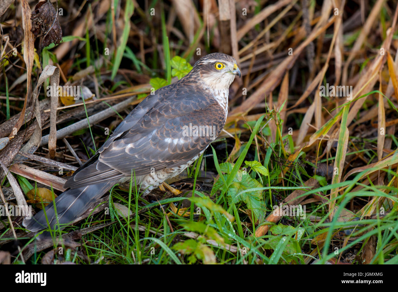 An adult male sparrowhawk (Accipiter nisus) on the ground with a freshly caught tree sparrow (Passer montanus) in its talons, at Yorkshire Wildlife Tr Stock Photo