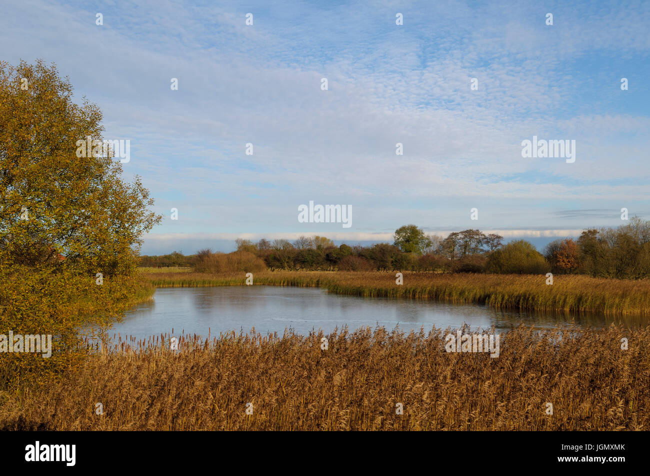 A view of the reedbeds surrounding East Lagoon at Yorkshire Wildlife Trust's Staveley Nature Reserve, Staveley, North Yorkshire. November. Stock Photo