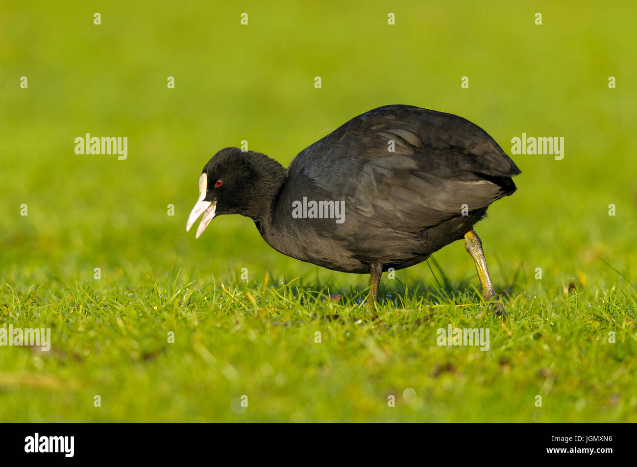 An adult coot (Fulica atra) foraging on short grass at the Wildfowl and Wetlands Trust's Martin Mere reserve in Lancashire. November. Stock Photo