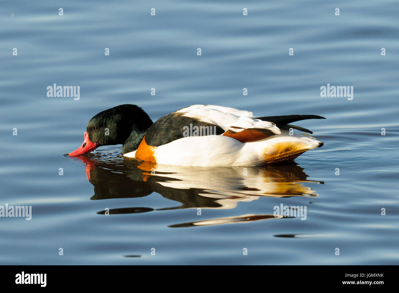 An adult shelduck (Tadorna tadorna) feeding on the main lake at the Wildfowl and Wetlands Trust's Martin Mere reserve in Lancashire. November. Stock Photo