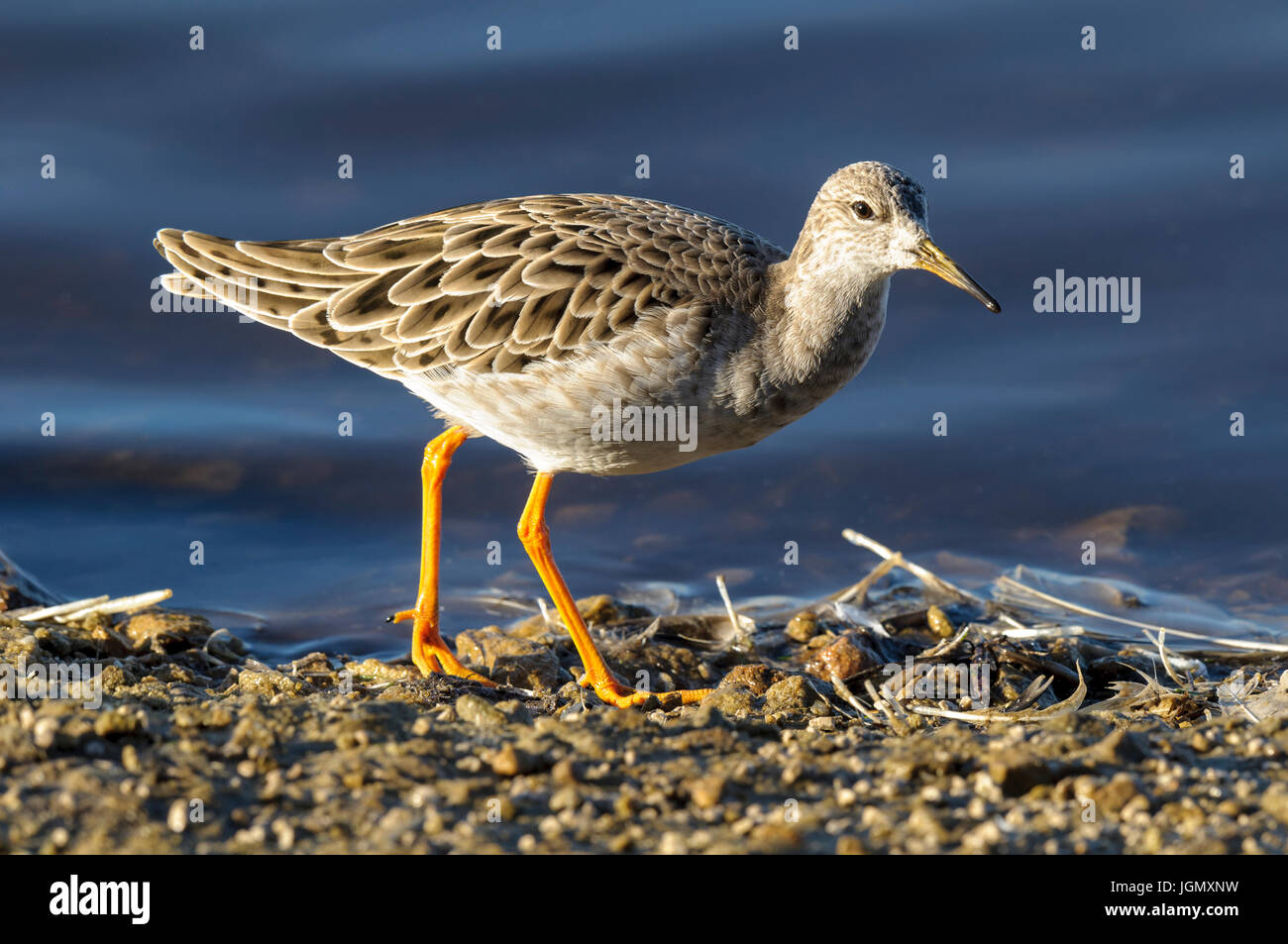 European Ruff High Resolution Stock Photography and Images - Alamy