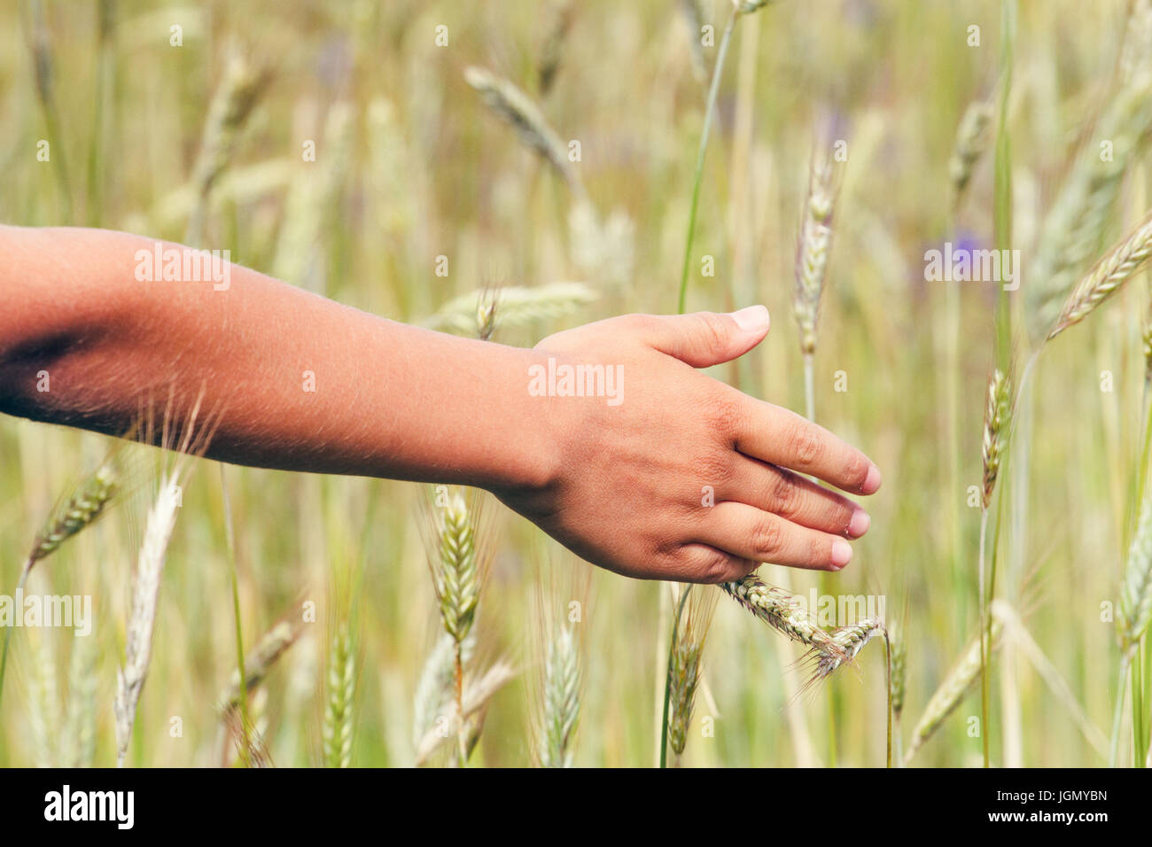 Kid's hand touching ripening wheat ears in early summer. Stock Photo