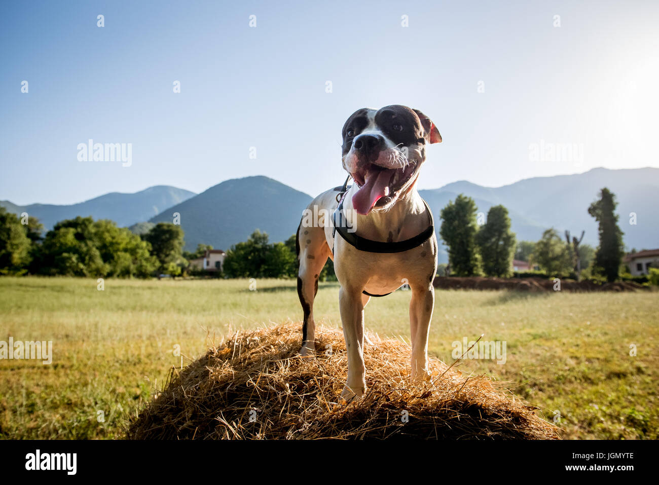 American staffordshire bull terrier domestic dog standing on straw haycock, countryside green field background, summer sunset Stock Photo