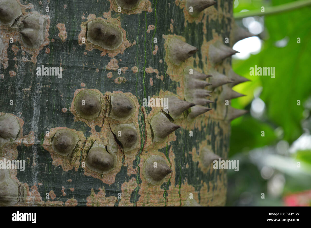 Silk Floss Tree Stock Photo Alamy