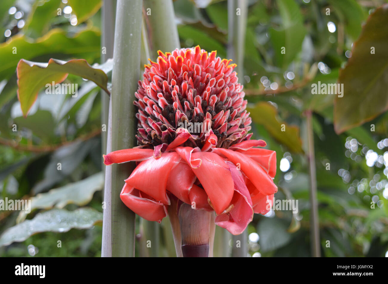 Red Torch Ginger Stock Photo Alamy