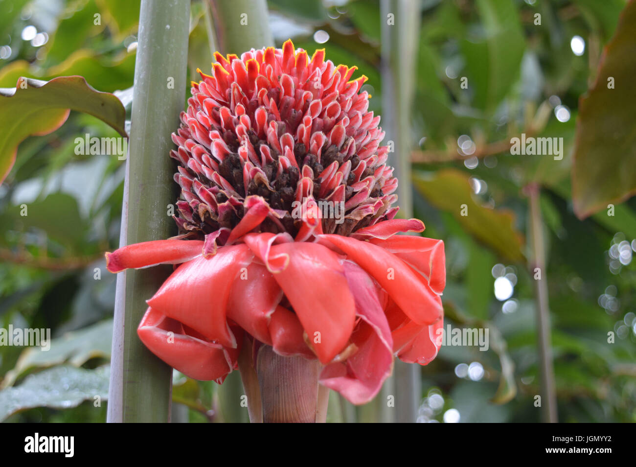 Red Torch Ginger Stock Photo Alamy