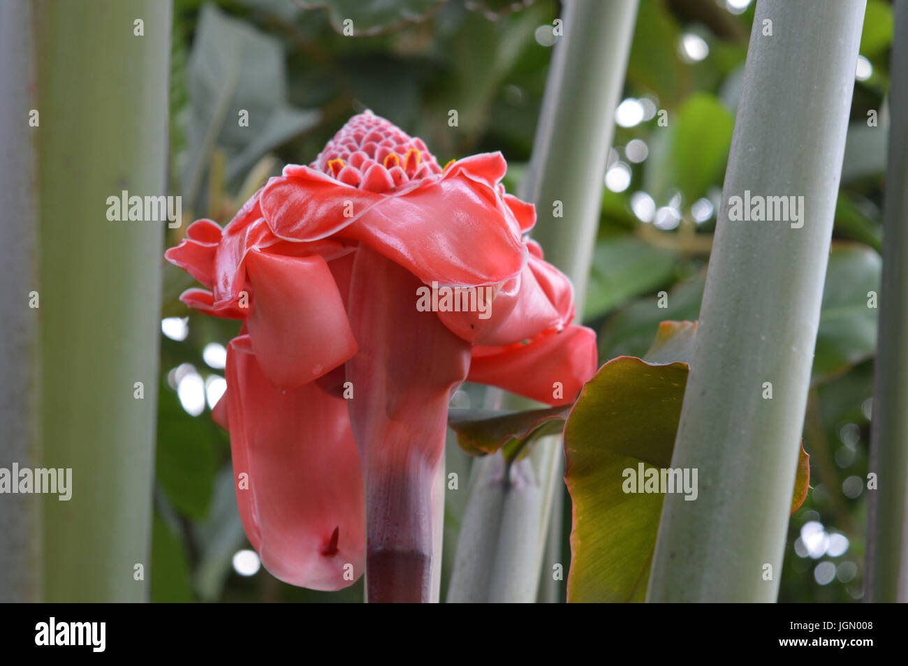 Red Torch Ginger Stock Photo Alamy