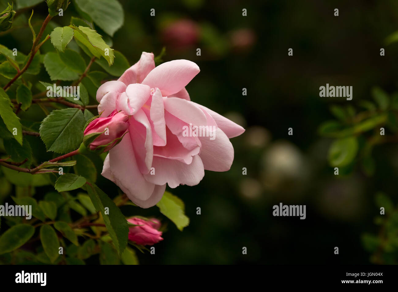 Blousy red flower hi-res stock photography and images - Alamy