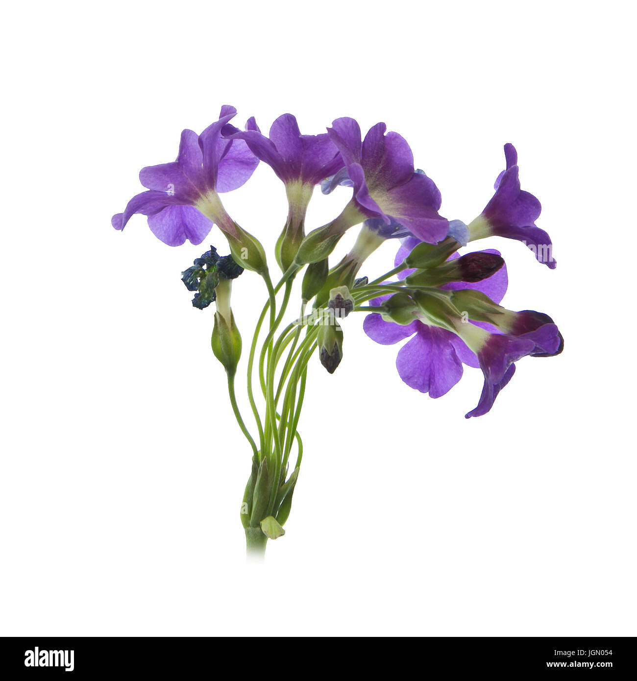 Primula alpicola flower head with border. Stock Photo