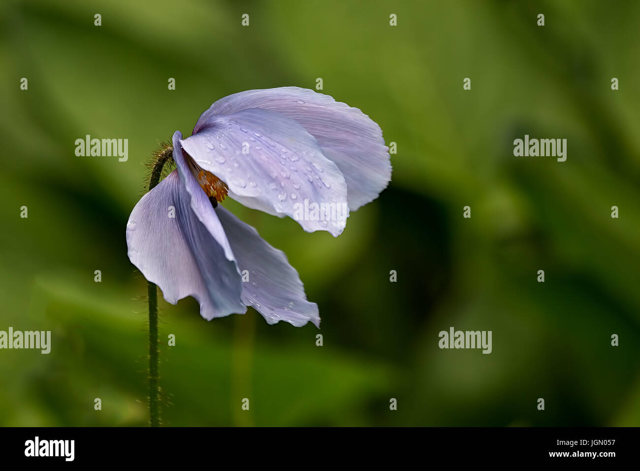 Sheltering.  A Himalayan blue poppy seems to be sheltering its golden yellow stamens from the rain. Stock Photo