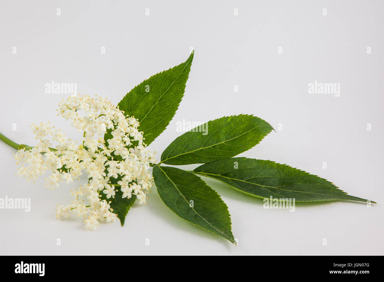 Inflorescence and leaves of elderflower (Sambucus nigra) on white background Stock Photo