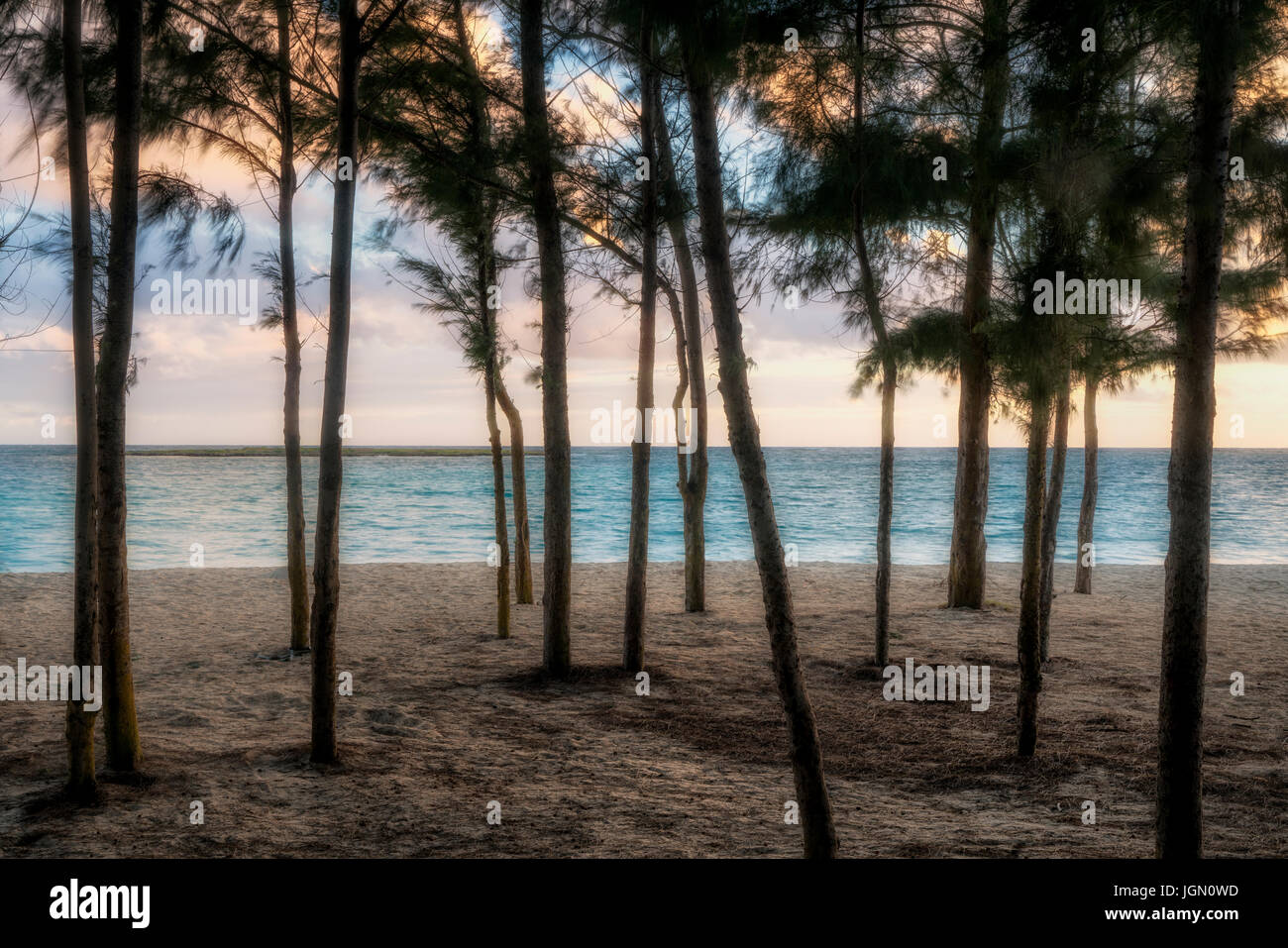 Sunrise through Ironwood trees at Kailua Beach Park, Oahu, Hawaii Stock