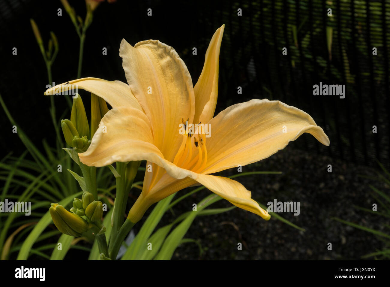 Hemerocallis Stella d'Oro - day lily Stock Photo