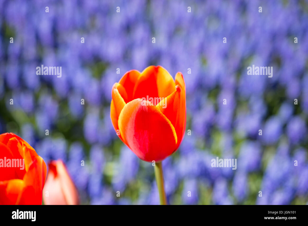 Single Tulip Flower Blooming in Spring Season Stock Photo - Alamy
