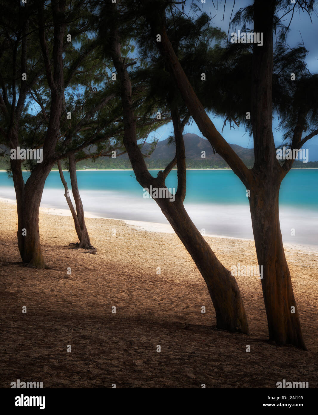 Ironwood trees hires stock photography and images Alamy