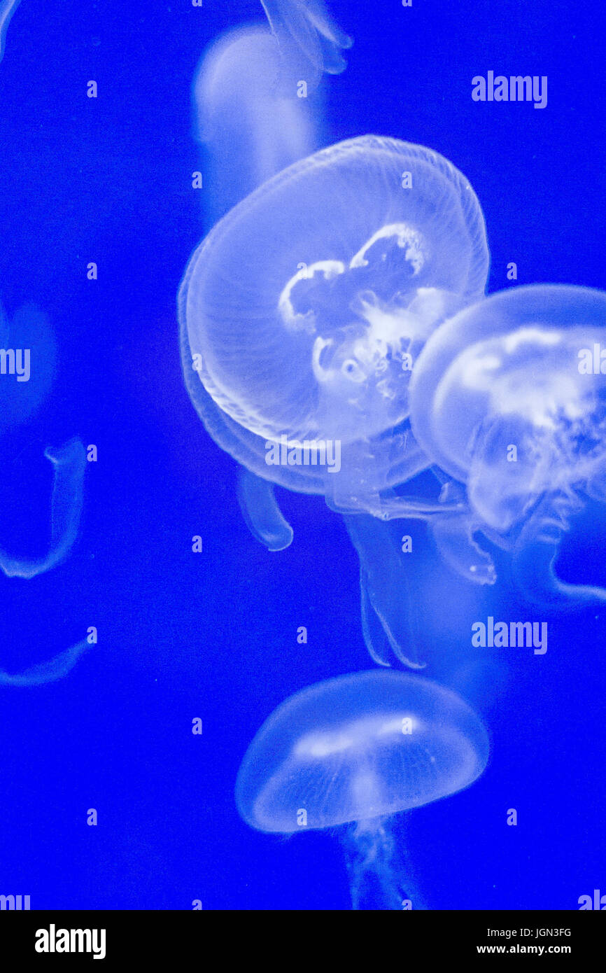 Jellyfish in a blue aquarium Stock Photo