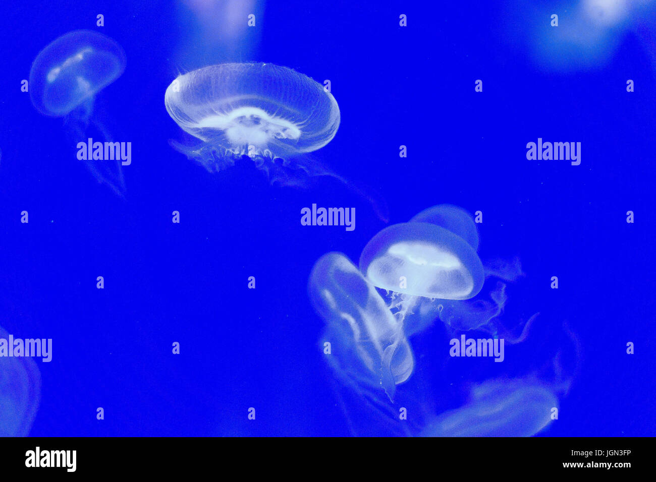 Jellyfish in a blue aquarium Stock Photo