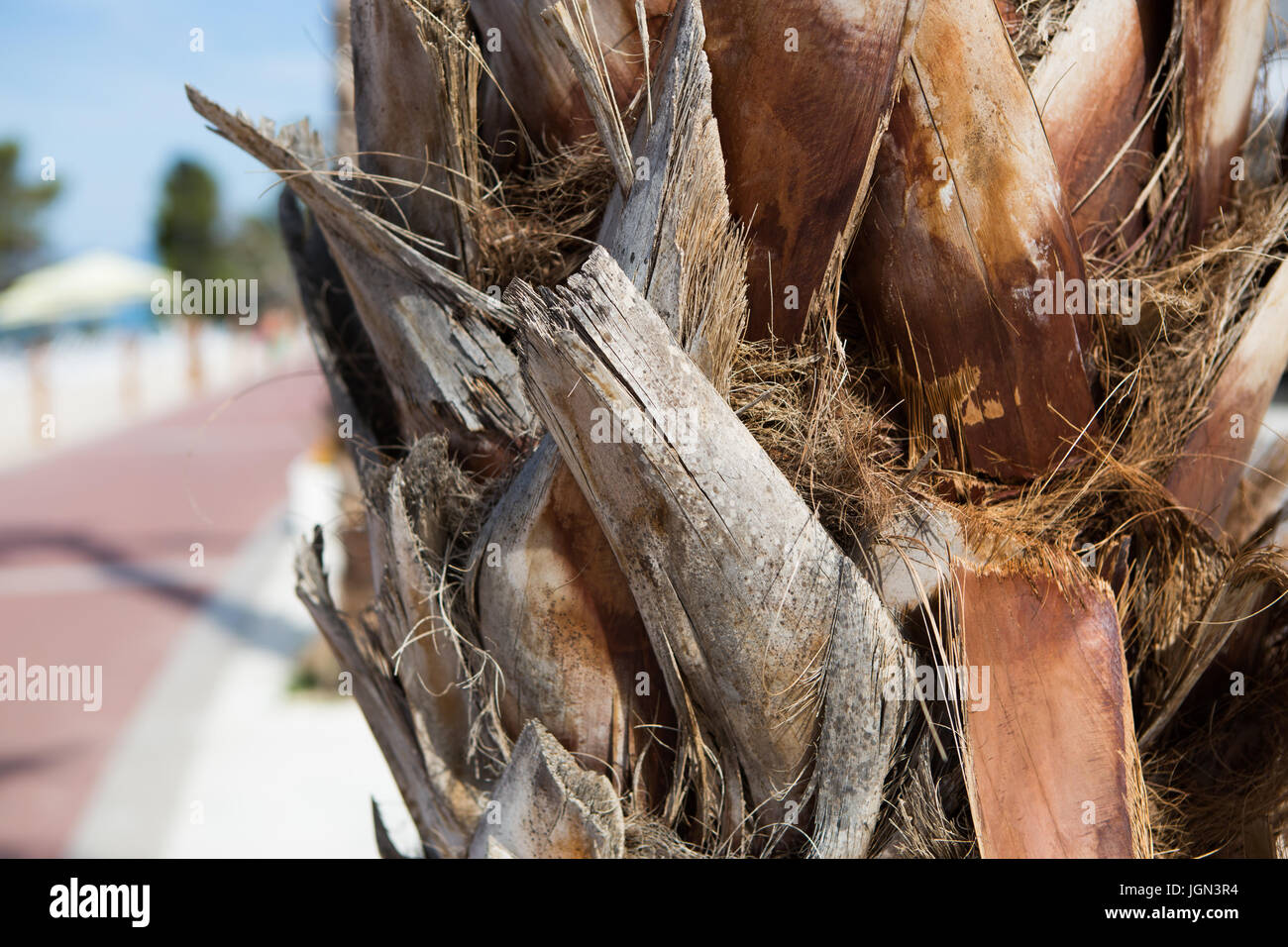MAKARSKA,CROTIA - 16 JUNE,2017: Palm tree close up. Palms branches in close up shot. Detailed photo of tropical plant Stock Photo