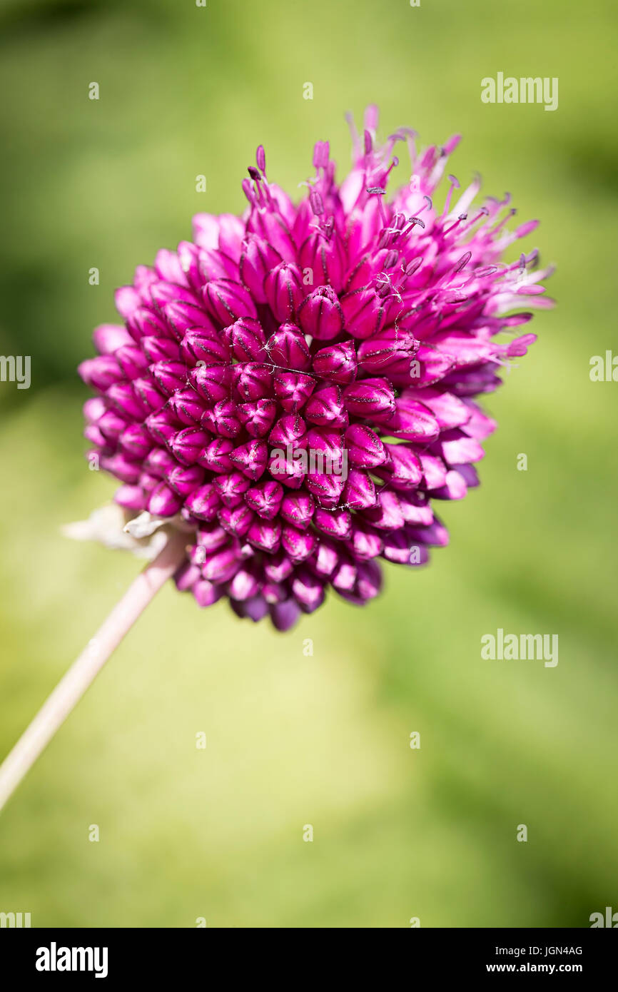 Close up of a pink egg-shaped Allium Sphaerocephalon flower head in a garden in sunshine Stock Photo