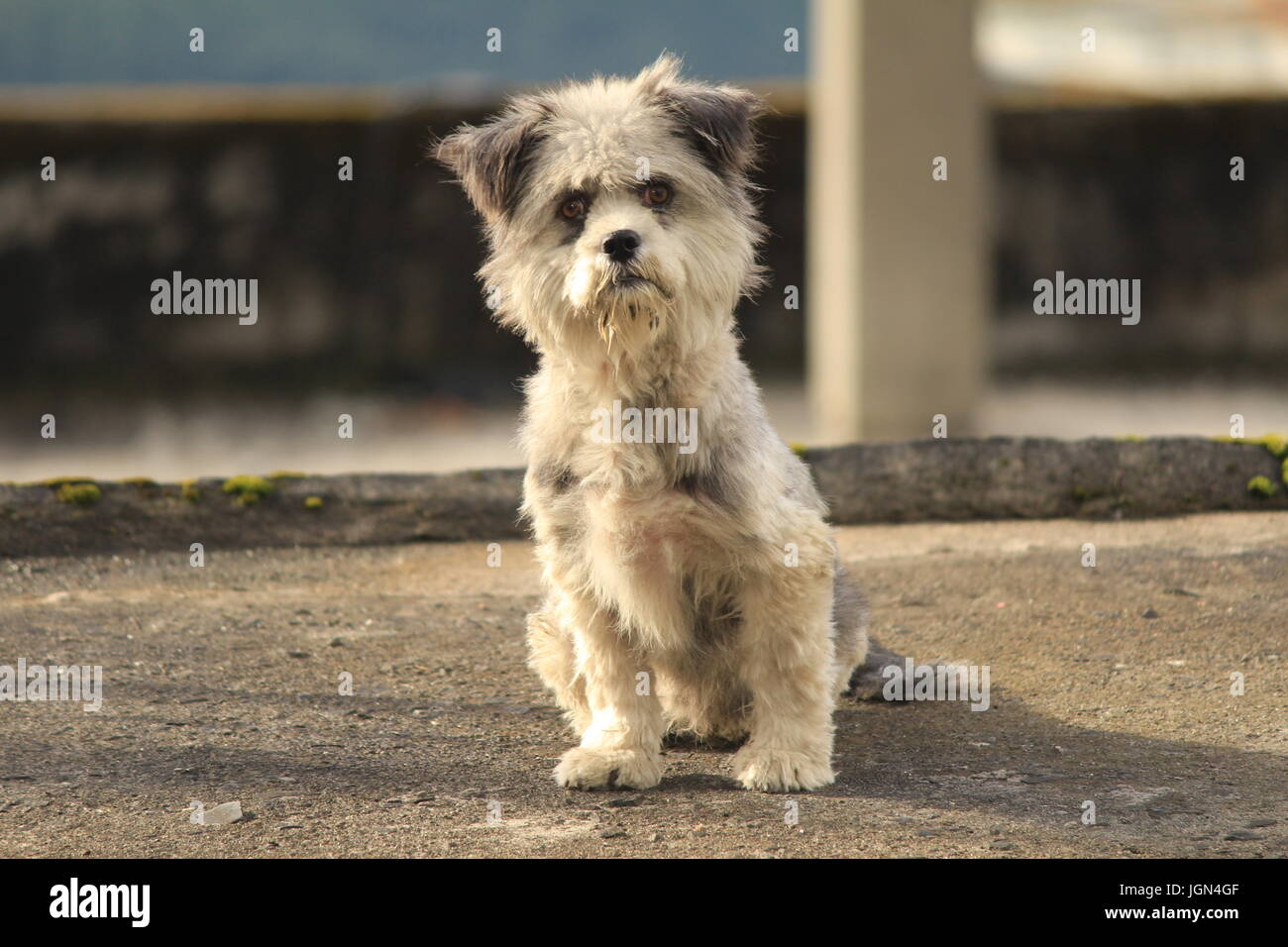 Dog on terrace posing Stock Photo