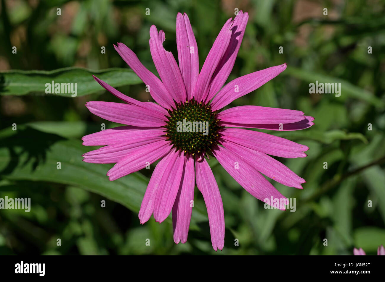 Echinacea in the garden. It is a genus, or group of herbaceous flowering plants in the daisy family. Stock Photo