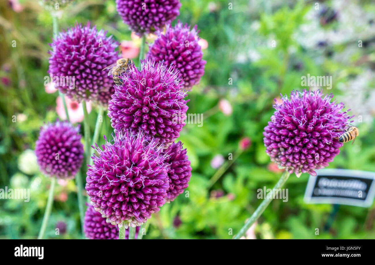 Close up of Allium Sphaerocephalon round headed leek or round headed garlic, ball head onion Stock Photo