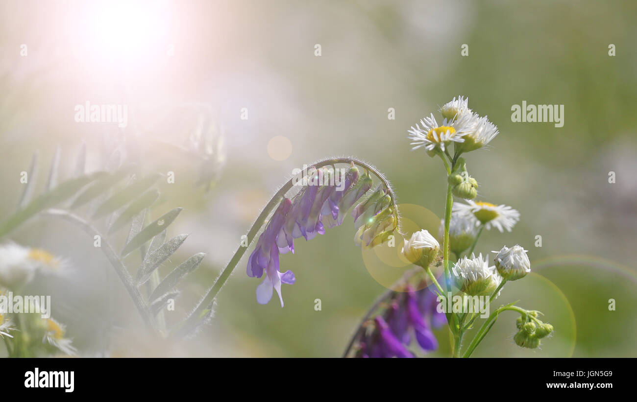 Backlit white daisies and purple flower field nature background Stock ...