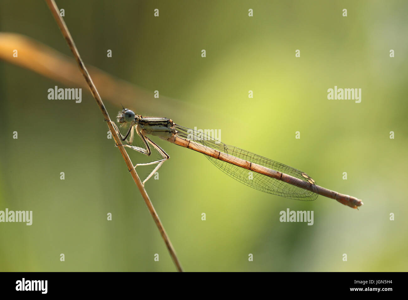 Strand of wild grass with damsel dragonfly Stock Photo