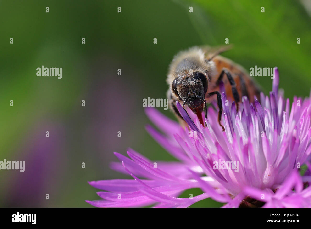 Honeybee flower pollination hi-res stock photography and images - Alamy