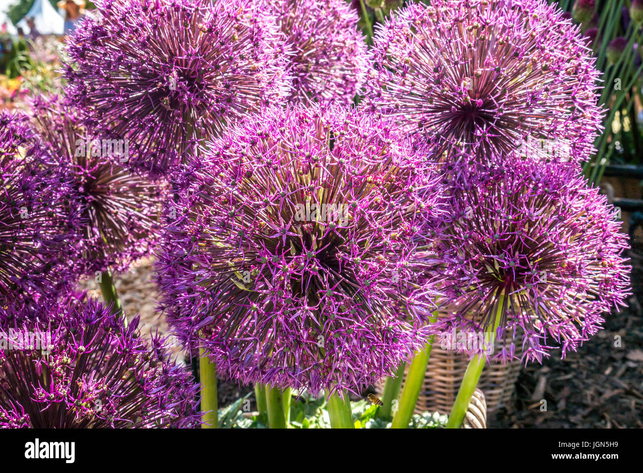 Close up of Allium Purple giant flowers, Allium giganteum, common name giant onion in sunshine Stock Photo
