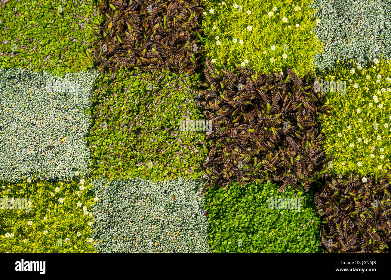 Mosaic of plants, Raoulia australis, Leptinella squalida, and Pratia pedunculata Stock Photo