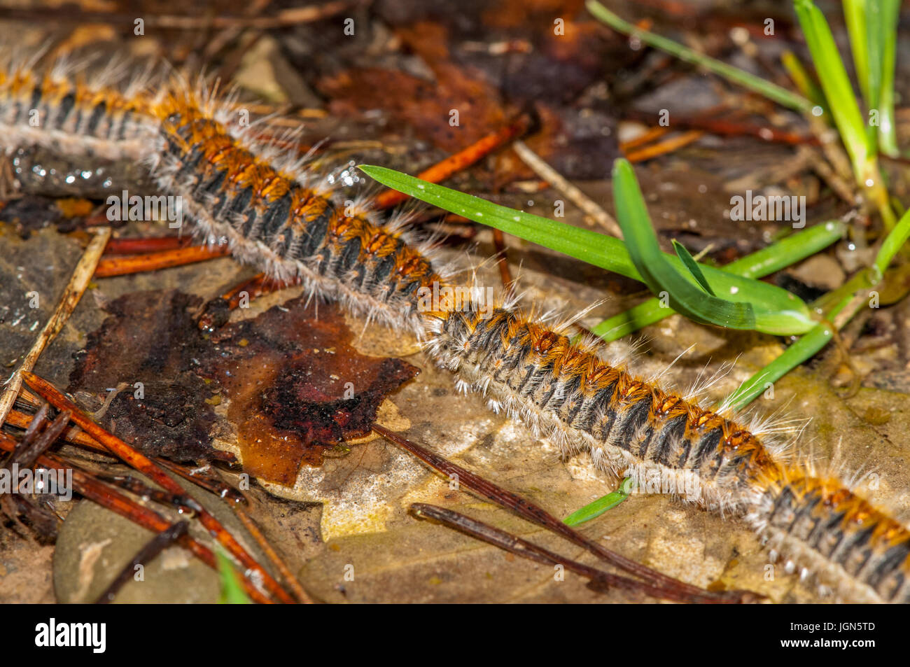 pine processionary (Thaumetopoea pityocampa) walking in a row on the forest ground, Berga, Catalonia Stock Photo