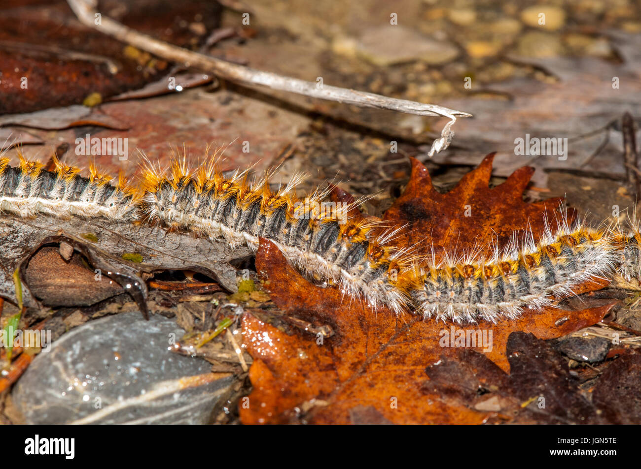 pine processionary (Thaumetopoea pityocampa) walking in a row on the forest ground, Berga, Catalonia Stock Photo