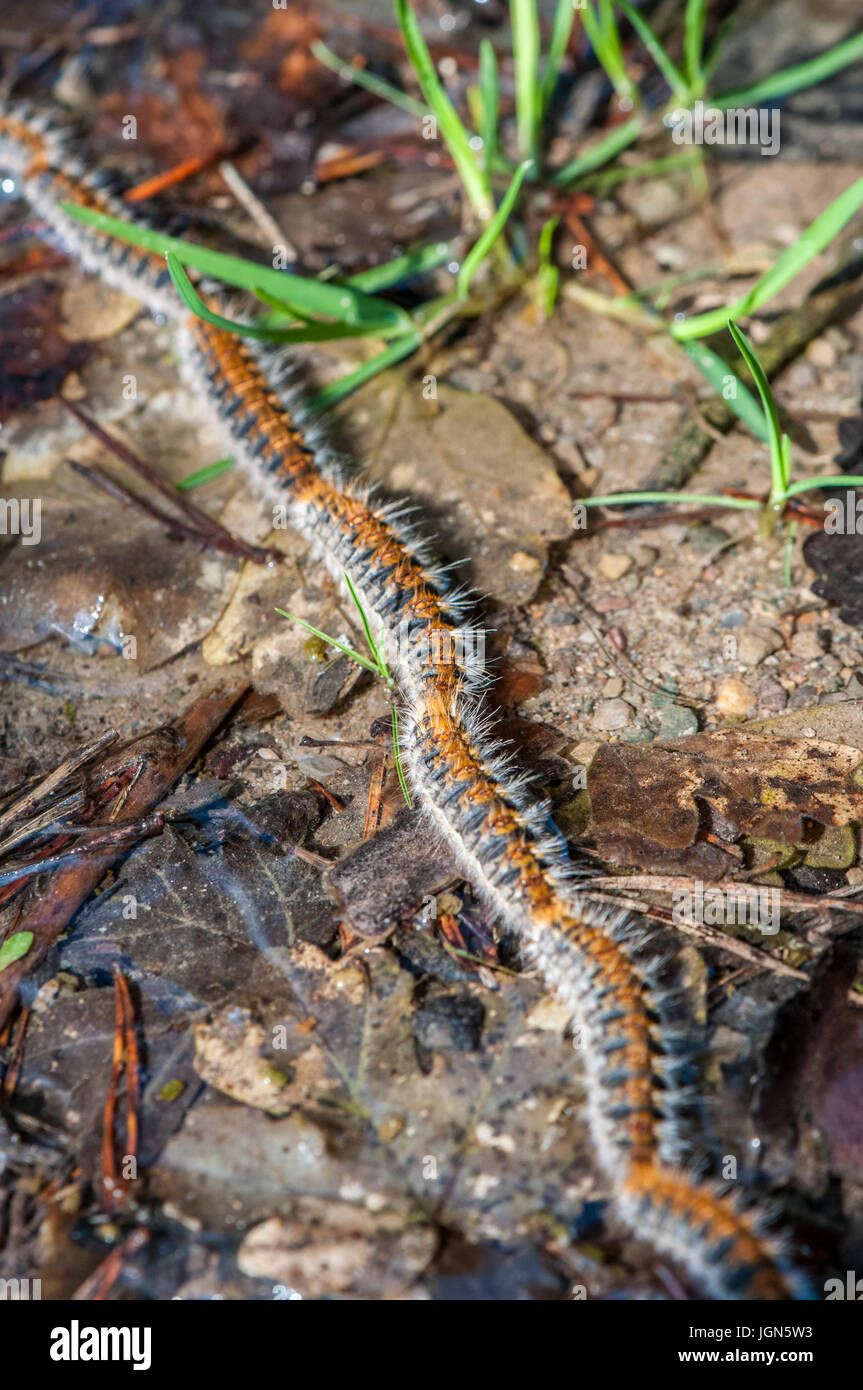 pine processionary (Thaumetopoea pityocampa) walking in a row on the forest ground, Berga, Catalonia Stock Photo