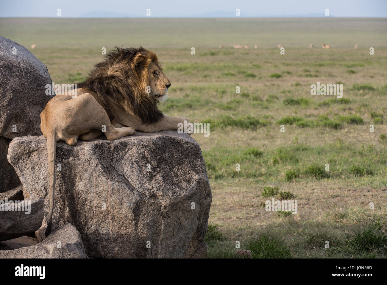 passage Protestant acuut Male lion sitting on kopje hi-res stock photography and images - Alamy