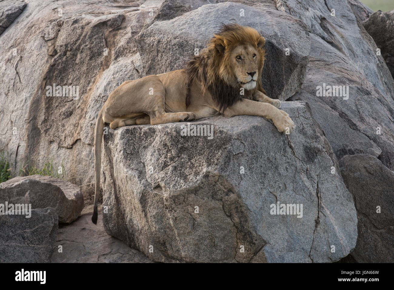 Verschrikking Gematigd groep Male lion on kopje, Serengeti National Park, Tanzania Stock Photo - Alamy