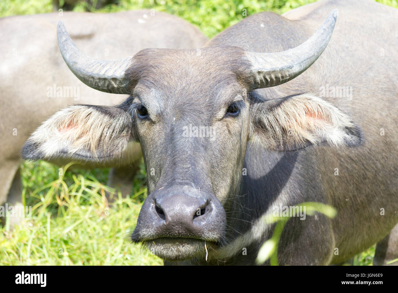 Water buffalo (Bubalus bubalis) in Phuket, Thailand Stock Photo