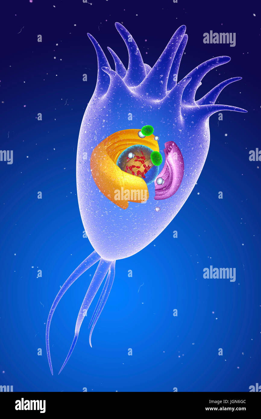 Ependymal Cells Diagram