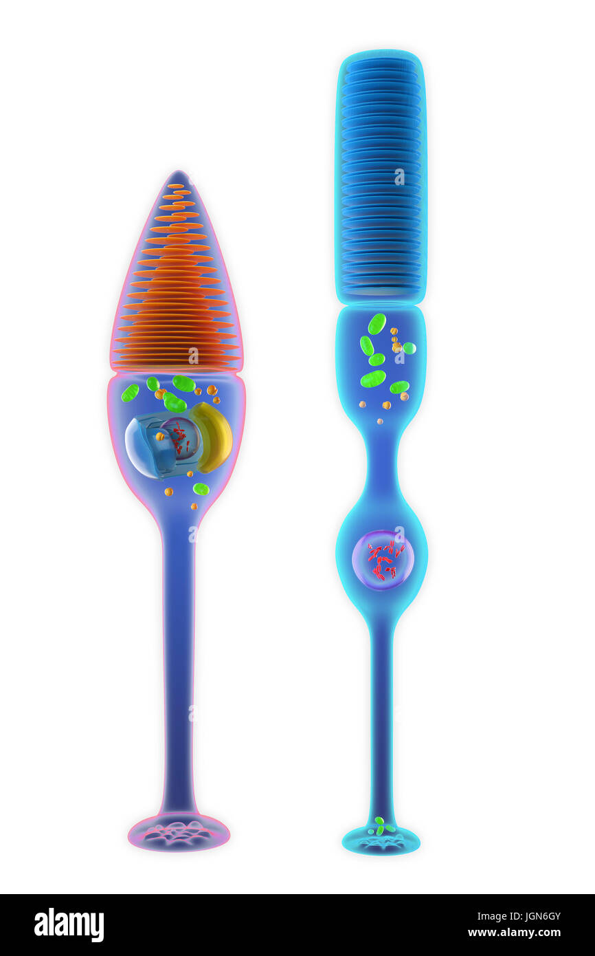 Illustration of rod (right) and cone (left) photoreceptor cells from