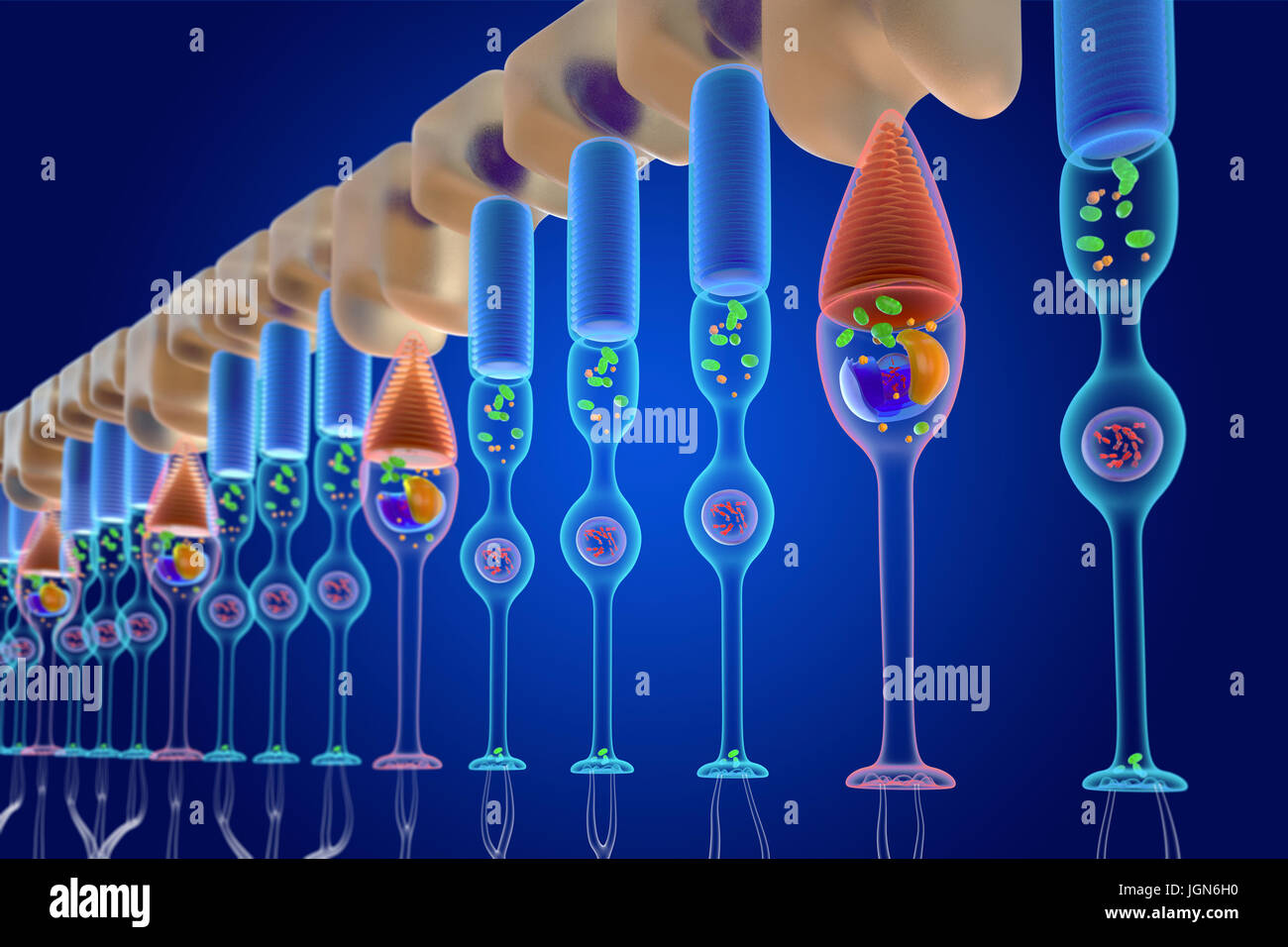 Illustration of rod (red) and cone (blue) photoreceptor cells in the
