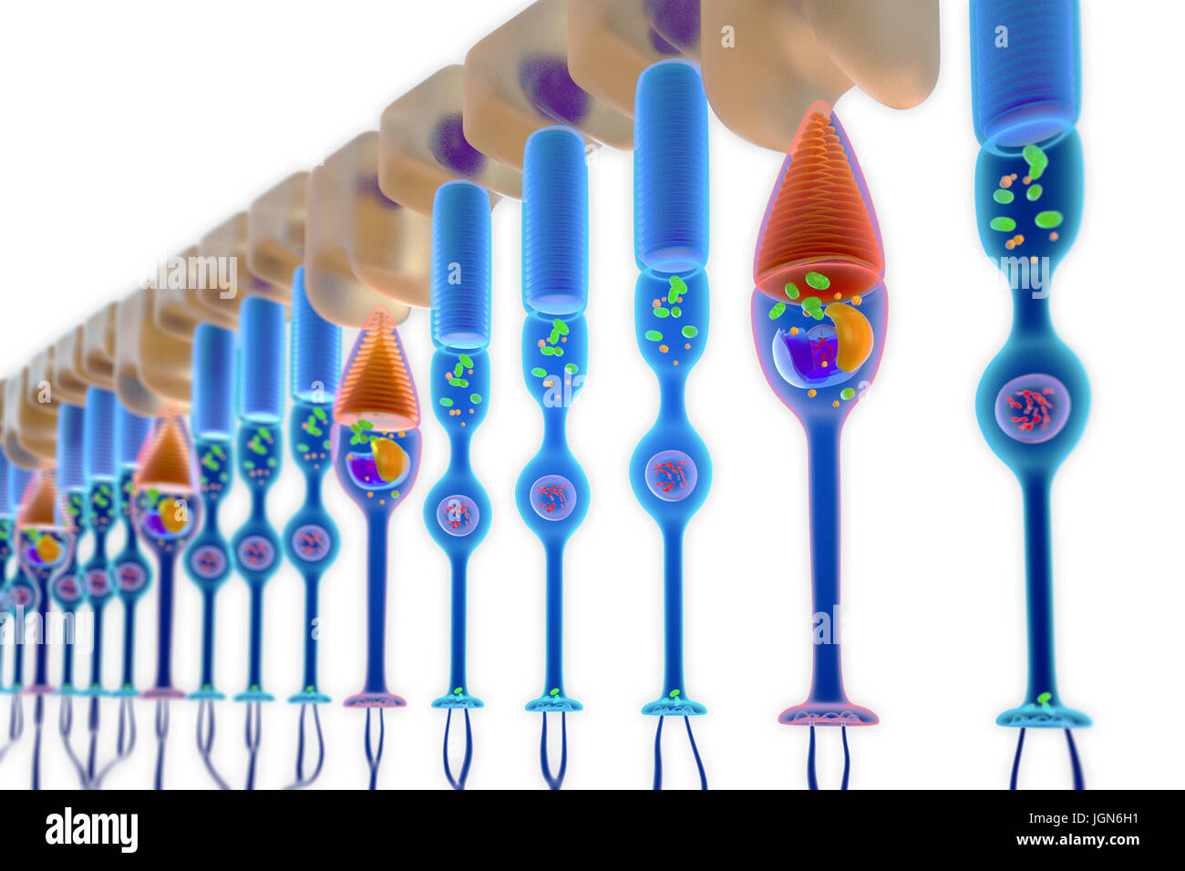 Illustration of rod (red) and cone (blue) photoreceptor cells in the