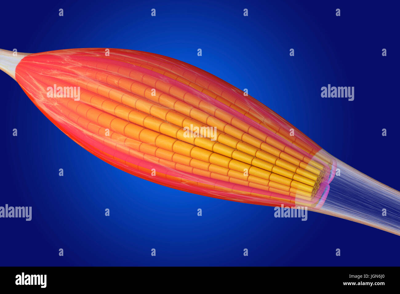 Skeletal Muscle Illustration The Muscle Is Surrounded By Epimysium Stock Photo Alamy