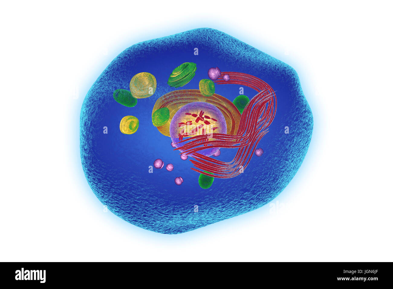 Keratinocyte skin cell, illustration. This cell is from the epidermis