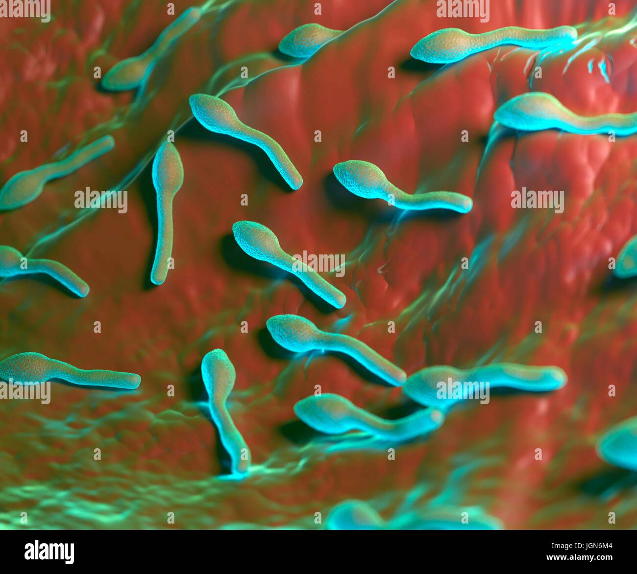 Clostridium tetani bacterium, illustration. Stock Photo