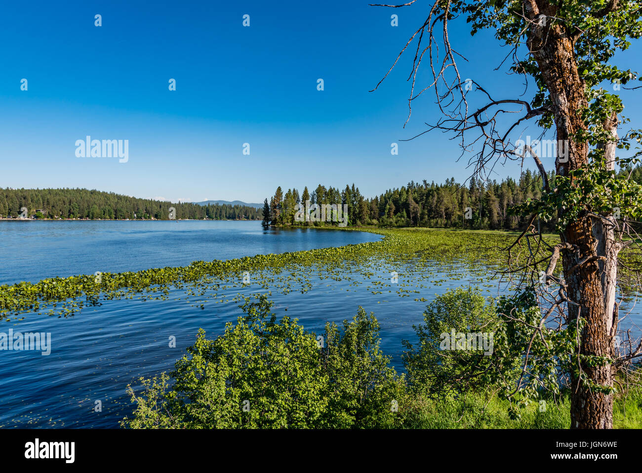 Mckenzie Conservation Area, Newman Lake, Washington. USA Stock Photo