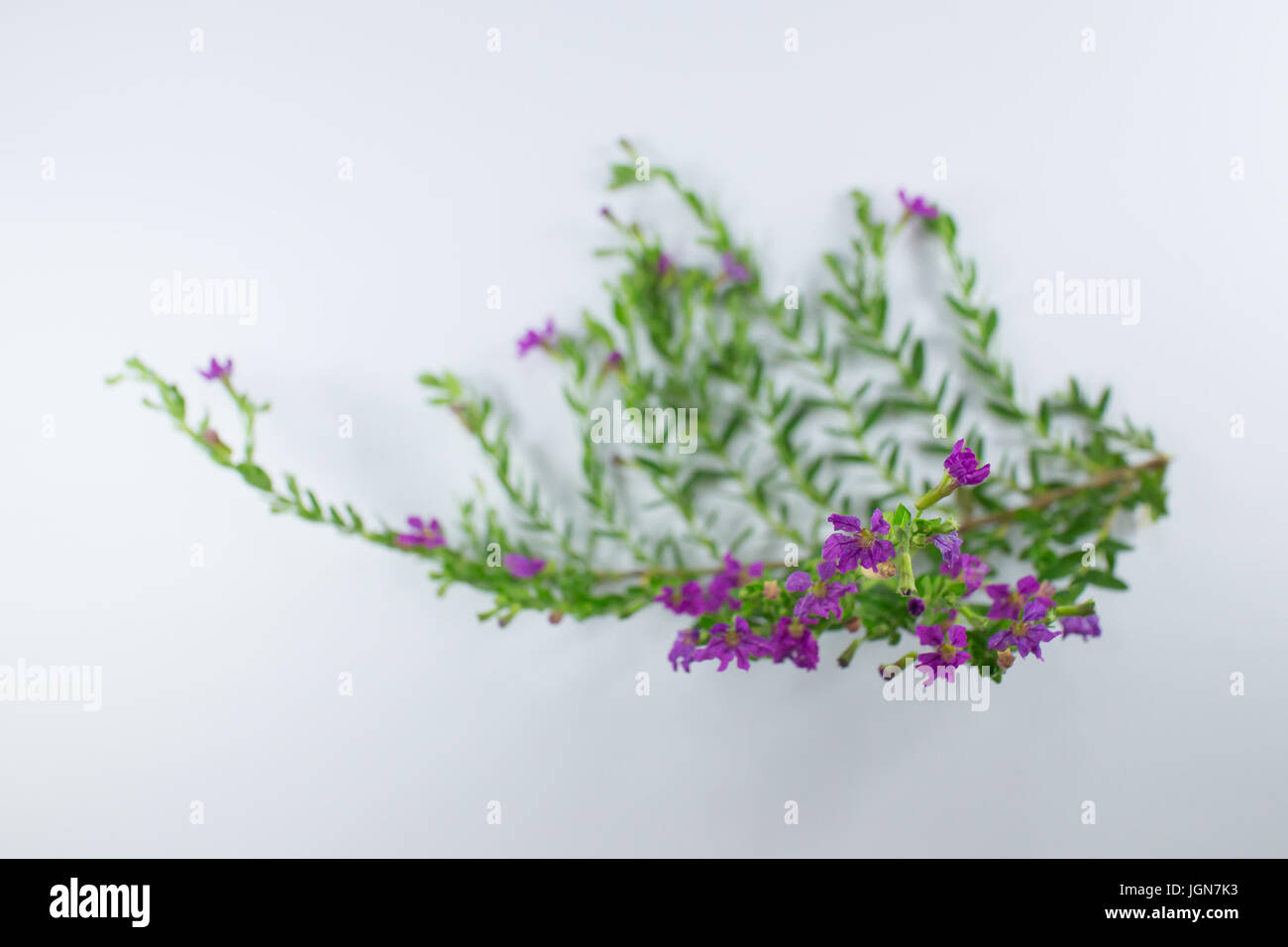 Close up of Small False heather Flower isolated Stock Photo