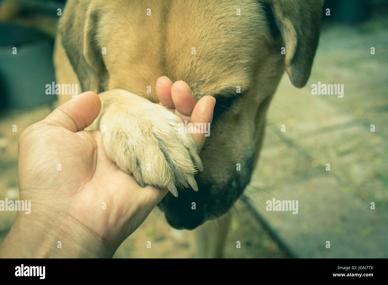 dogs shaking hand with friendship between and dogs. Dog and human hand shaking Stock Photo - Alamy