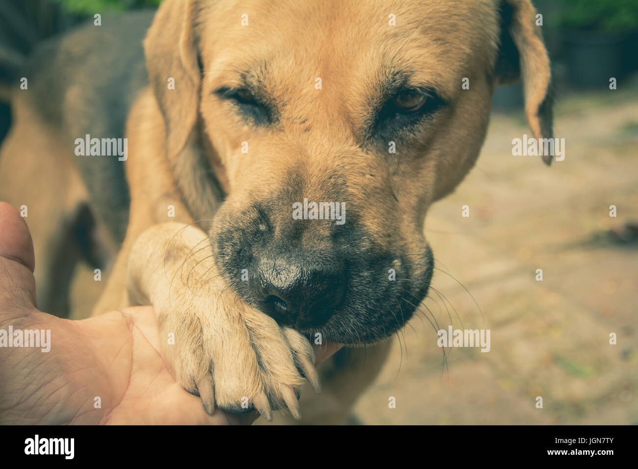 dogs shaking hand with human, friendship between human and dogs. Dog